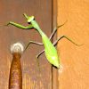 08_praymantis