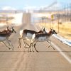 3_Pronghorns_CrossingSeedskadee_NWR.PublicDomain